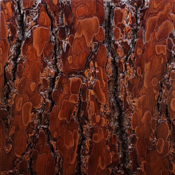 Rough Pine Bark Tile Panel, Sanded, and Lacquered Sample