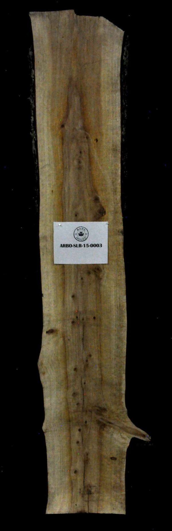 100" Arborvitae Live Edge Slab [ARBO-SLR-15-0003]