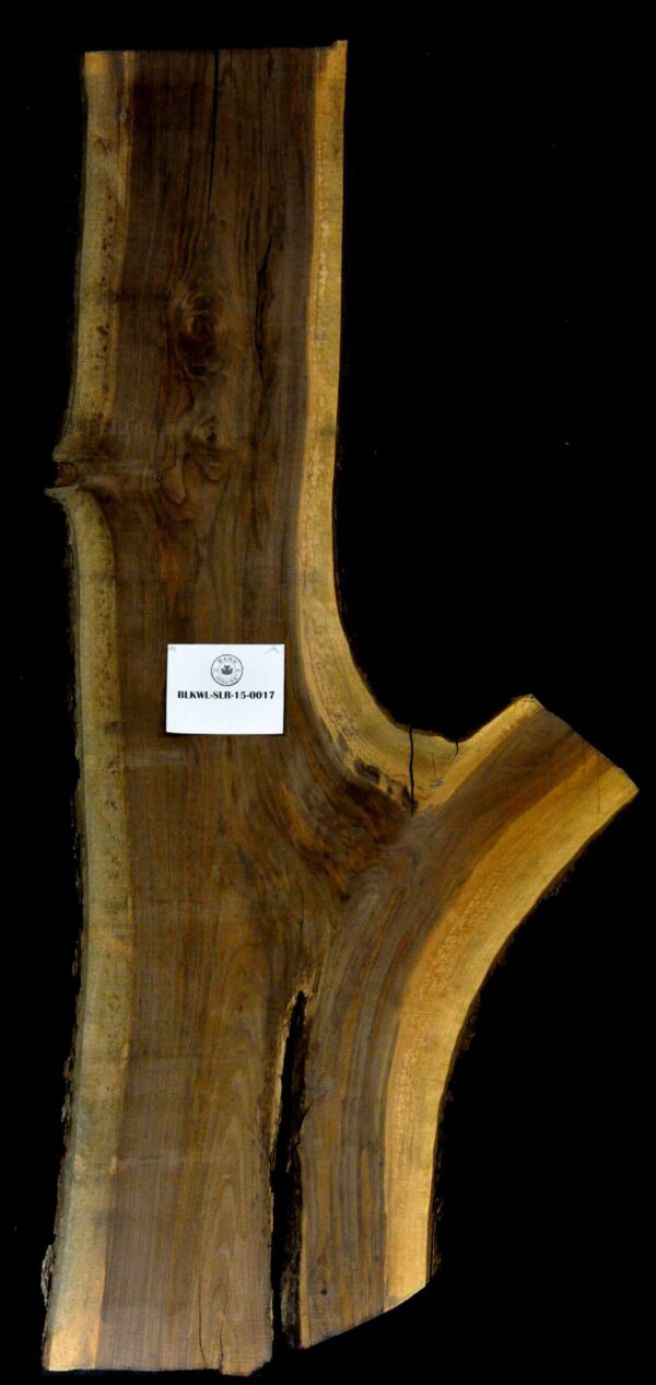 124" Walnut Live Edge Irregular Slab [BKWL-SLR-15-0017]