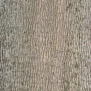 POPP-PRE-26-0003